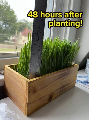 a ruler in the cat grass planter, showing how it's grown several inches over the course of 48 hours