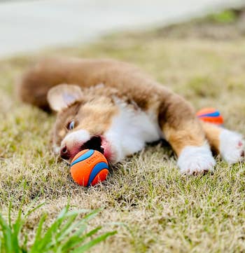 Playful puppy lying on grass with a chew toy