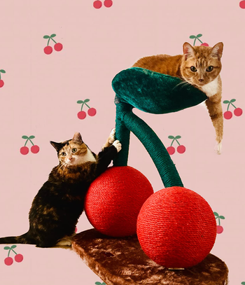 reviewer's two cats using cherry version 