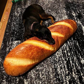 Dog lying connected  a large, plush baguette pillow 