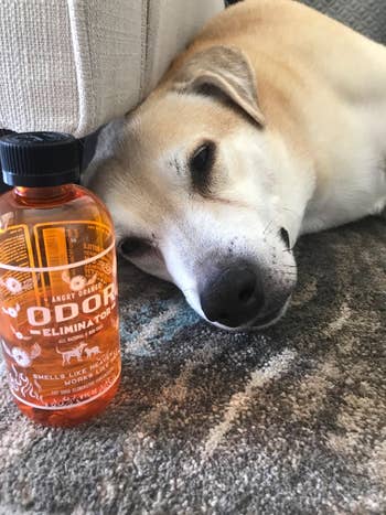 reviewer photo of dog next to bottle of the cleaner