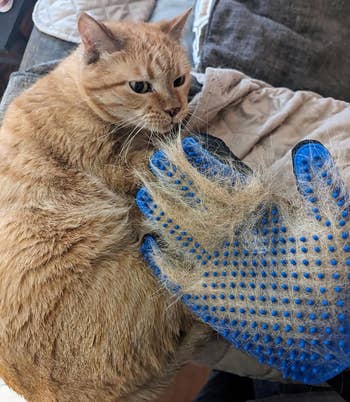 another reviewer holding hand out in front of orange cat that has the glove full of hair