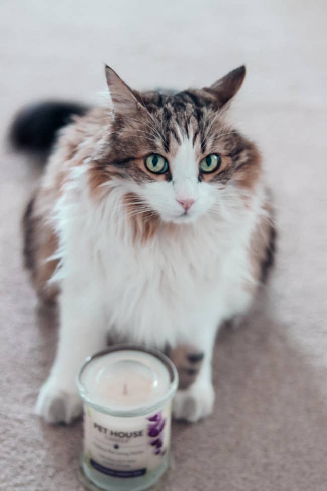 reviewer's cat with a pet house candle