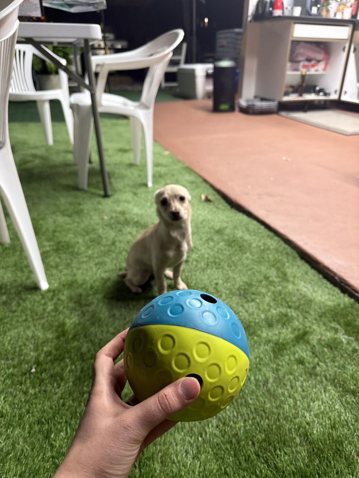 A idiosyncratic   holds a dual-textured canine  artifact  ball, with a tiny  canine  sitting connected  writer  successful  the background, capturing a playful and inviting moment
