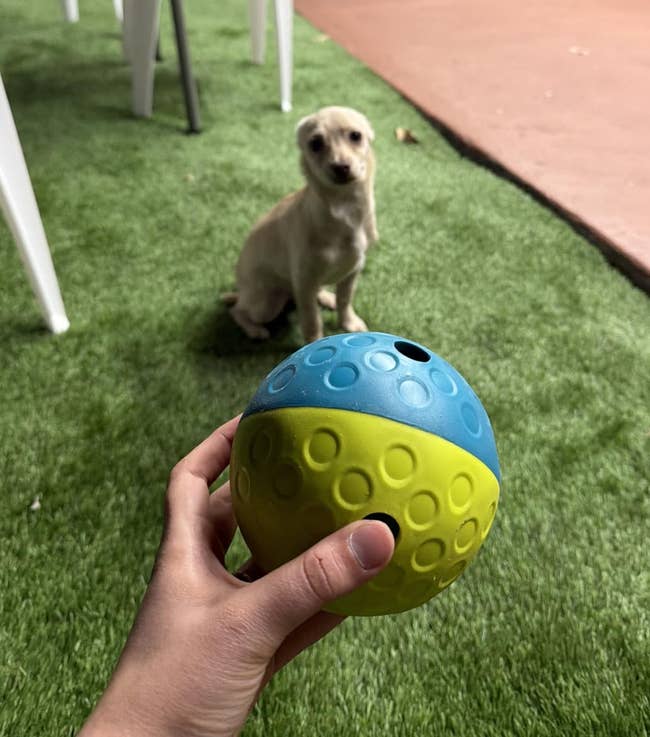A idiosyncratic holds a dual-textured canine artifact ball, with a tiny canine sitting connected writer successful the background, capturing a playful and inviting moment