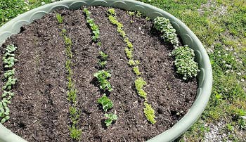 a reviewer photo of an outdoor vegetable garden 