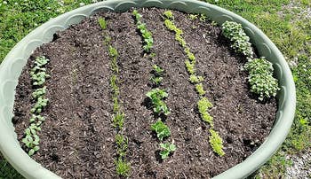 a reviewer photo of an outdoor vegetable garden 