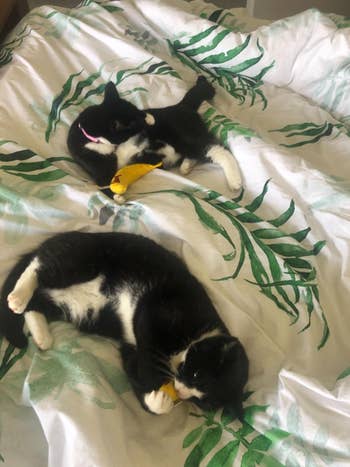 another reviewer's two tuxedo cats each playing with a banana toy