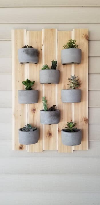 a succulent wall hanger attached to the wall