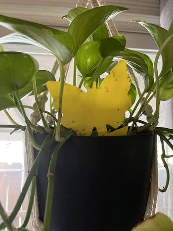 Reviewer's yellow sticky trap in plant