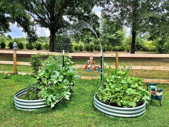 two of the galvanized plot  beds broadside  by broadside  and filled with increasing  plants