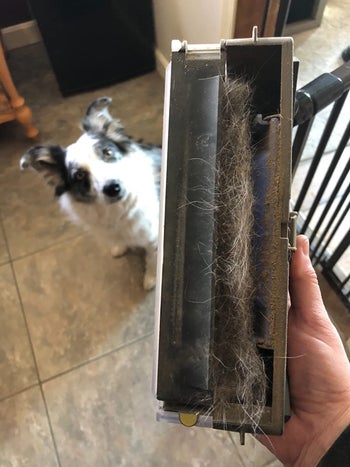 A reviewer's Roomba opened showing the dust and dirt that it collected