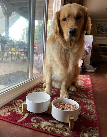 a golden retriever using the white bowls
