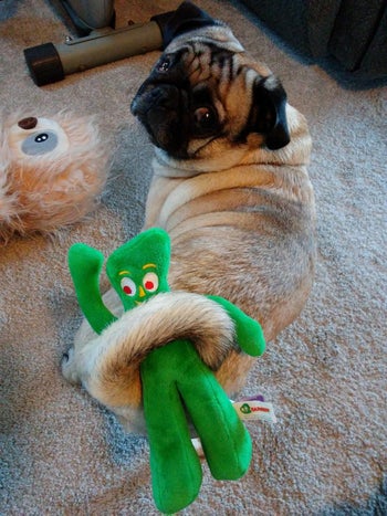 pug with plush gumby toy held in his tail