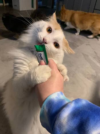 reviewer's cat holding their owner's hand with both paws while eating the lickable treat
