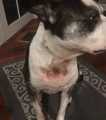 A reviewer photo of dog with rash on chest