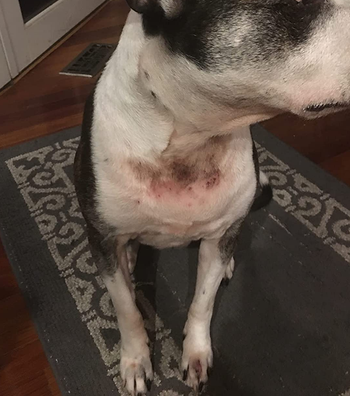 A reviewer photo of dog with rash on chest