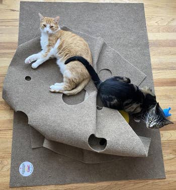 reviewer's two cats laying on top of the ripple rug