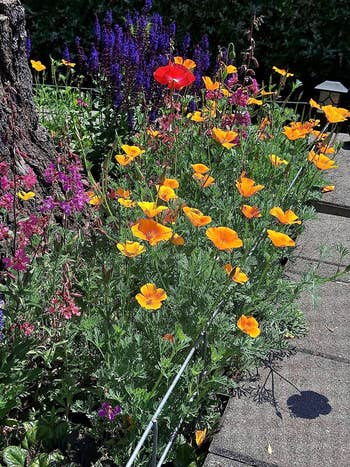 a reviewer shows their wildflower lawn