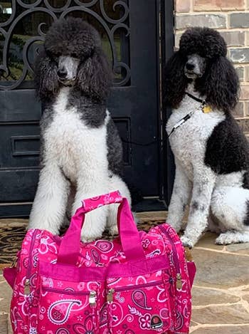 reviewer photo of the pink duffel bag in front of two dogs