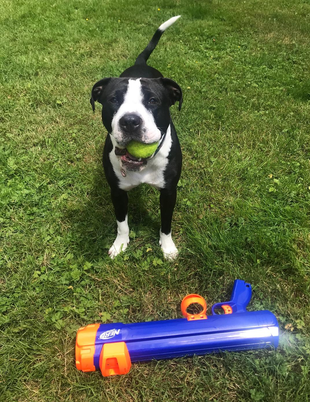 a reviewer's dog standing in front of the orange and blue nerf gun