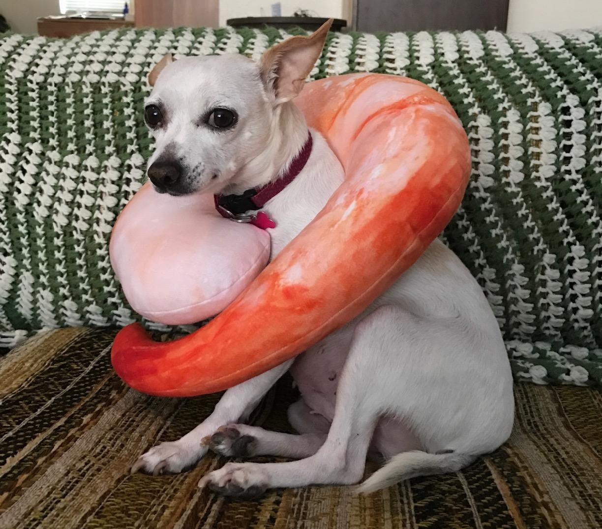 reviewer image of a small white dog with the shrimp neck pillow around their neck