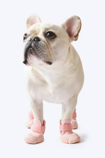 french bulldog wearing the rifruf pink shoes