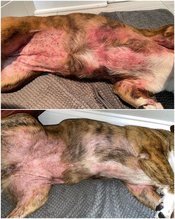 A reviewer's dog with very irritated skin on her belly before using the balm and with noticeably healed skin after using the balm 