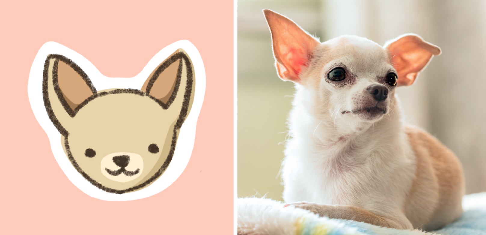 クイズ 犬好きなら みんなの種類当ててみて クイズ 犬好きなら みんなの種類当ててみて