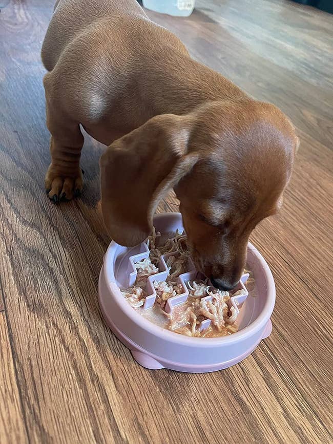 reviewer's brown dachshund puppy using the light pink zig zag bowl
