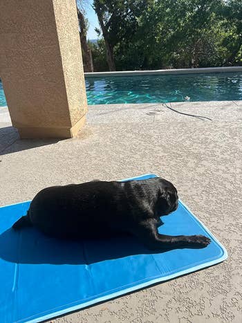 Dog resting on a blue mat beside a pool in a sunny backyard, relevant to outdoor pet products