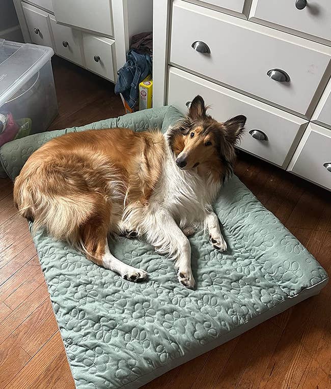 Reviewer's 62 lb. dog lying on the XL bed in mint green