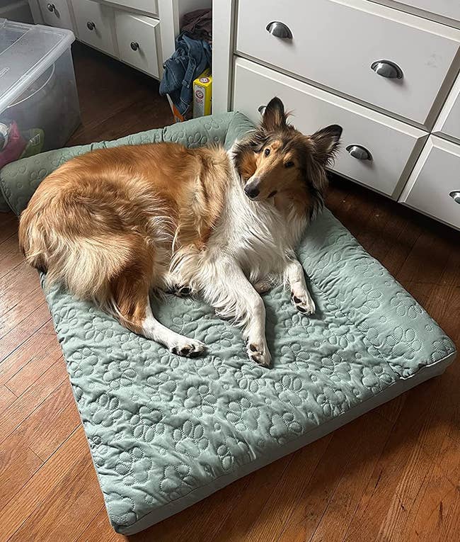 Reviewer's 62 lb. dog lying on the XL bed in mint green