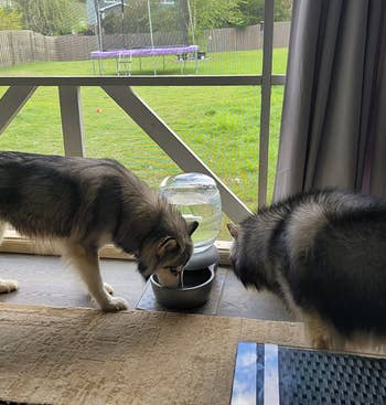 A reviewer's two huskies drinking from the waterer