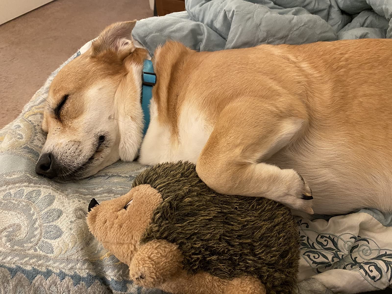 Reviewer pic of a dog snuggling with the hedgehog toy