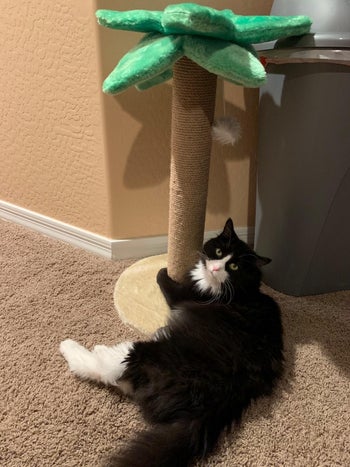 reviewer photo of their black and white fluffy cat lying on the base of the palm tree scratching post