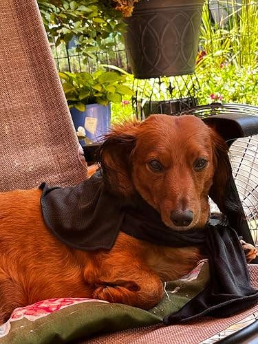 A small dog lounges outdoors wearing a black scarf, surrounded by plants, on a cushioned chair