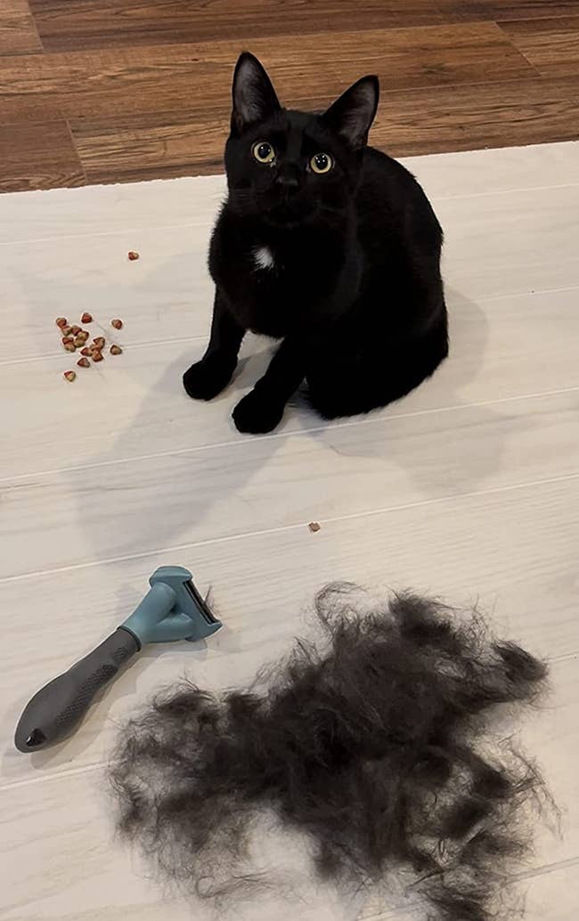 a small short haired black cat next to the slim furminator brush and a pile of fur removed