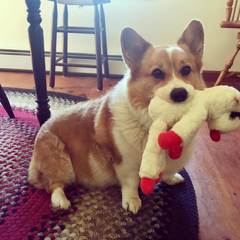 a different reviewer's corgi holding lambchop in its mouth