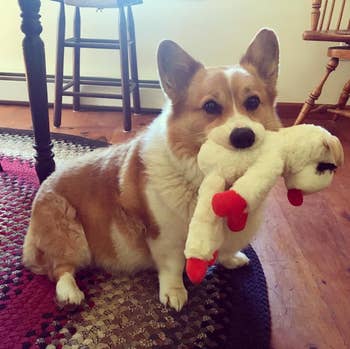 a different reviewer's corgi holding lambchop in its mouth
