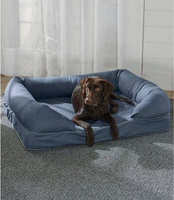 brown lab doggie on denim dog couch
