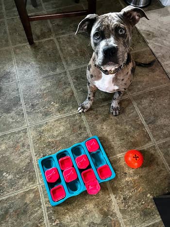 A reviewer's dog sitting next to the red and blue treat puzzle