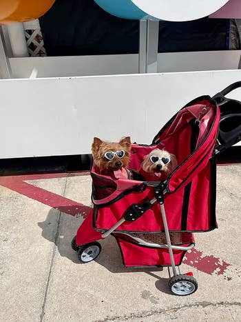 a reviewer's two dogs in the red stroller