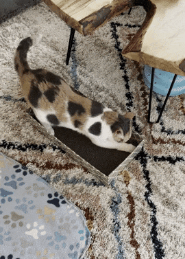 gif of BuzzFeeder's cat using the scratching pad