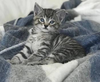 photo of a reviewer's gray and white kitten