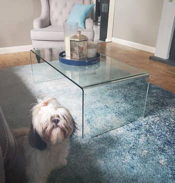 Reviewer image of glass coffee table with tray and vases on top on a blue and white carpet in center of two chairs and dog sitting next to it