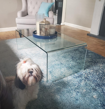 Reviewer image of glass coffee table with tray and vases on top on a blue and white carpet in center of two chairs and dog sitting next to it