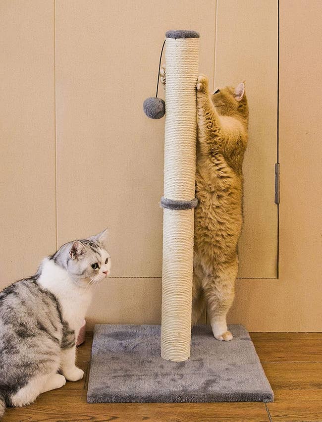 two cats on the scratching post