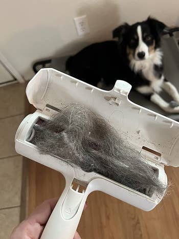 image of reviewer's hand holding chomchom roller full of fur in front of a black and white dog