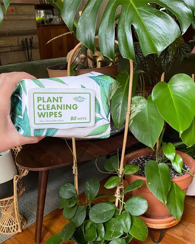 person holds up a pack of the plant cleaning wipes in front of a healthy houseplant